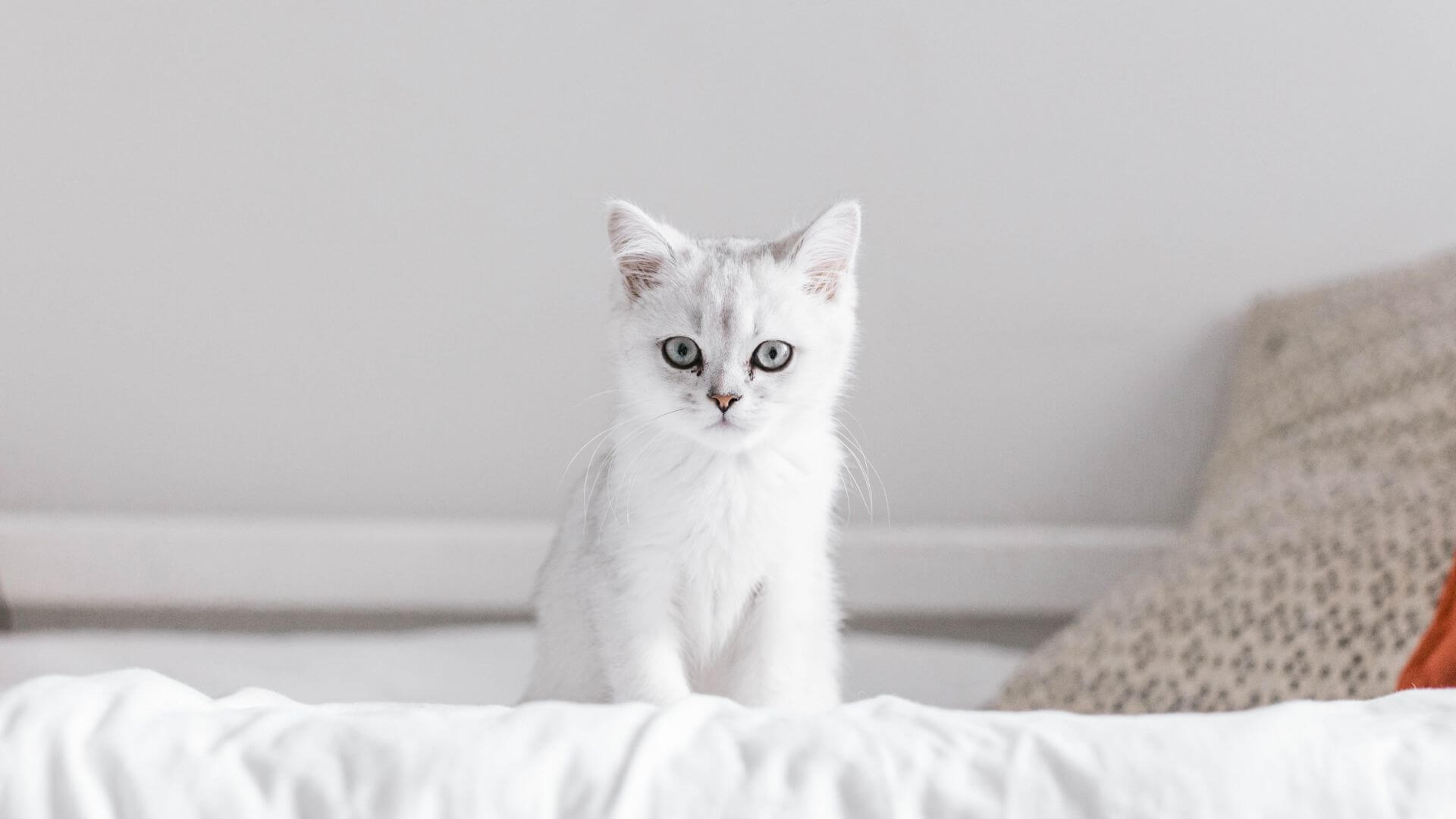 About Lincolndale Veterinary Center Vet In Lincolndale, NY