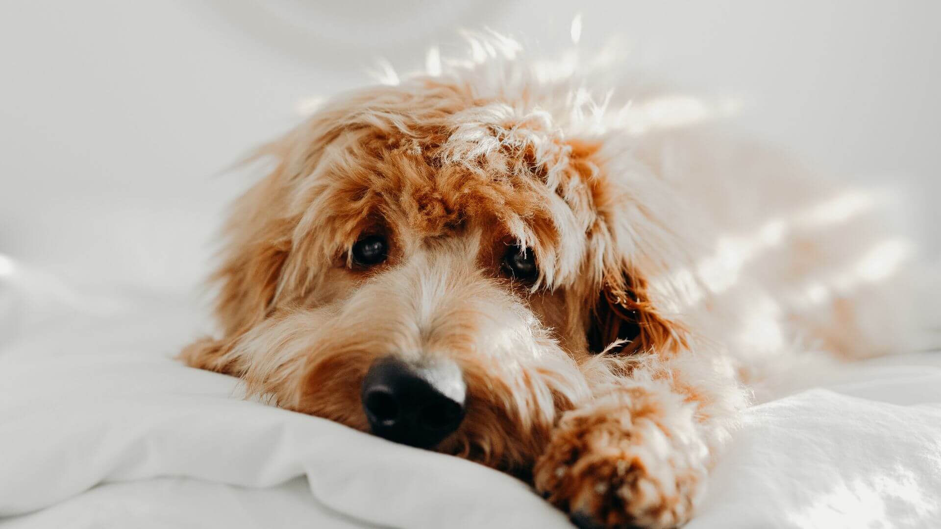 Lincolndale Veterinary Center Forms