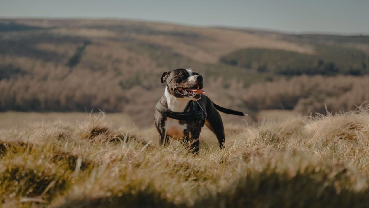 Lincolndale, NY 10540 Veterinary Services Lincolndale VC